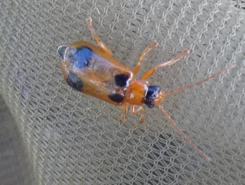 Réf. 285 312 : Phyllobrotica quadrimaculata
